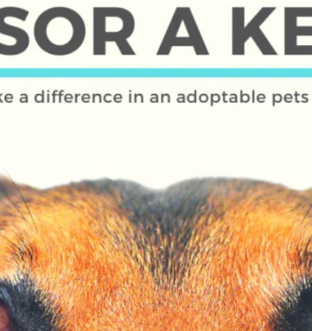 SPONSOR A KENNEL make a difference in an adoptable pets life