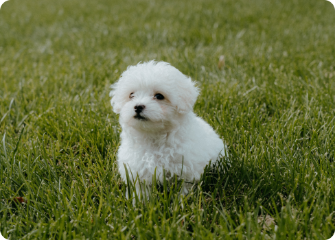 A small white dog in a grassy area.