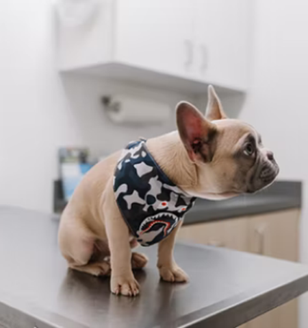 A small dog wearing a shirt.