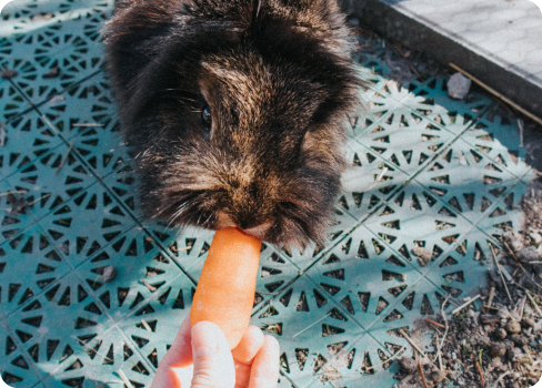 A rabbit eating a carrot.