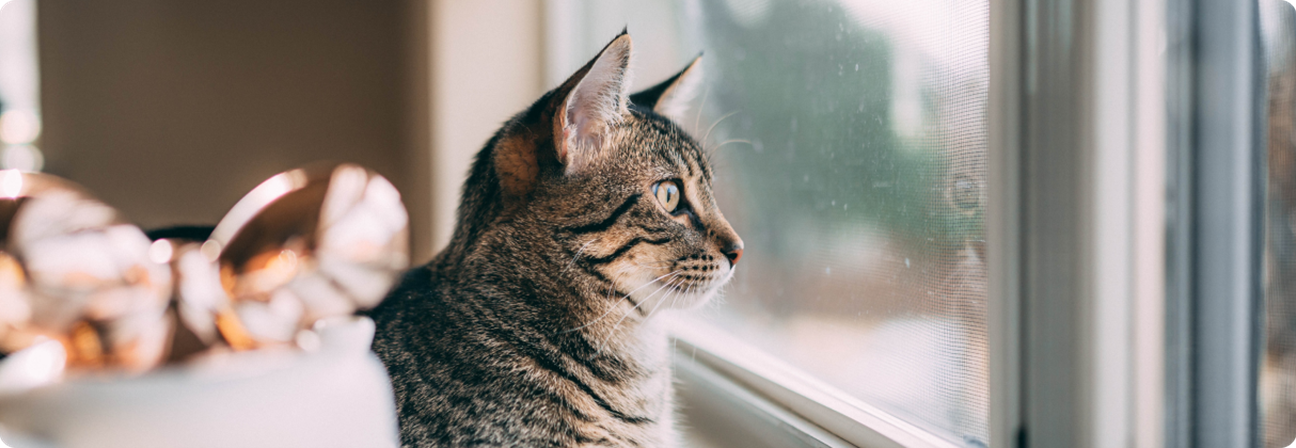 A cat looking out a window.
