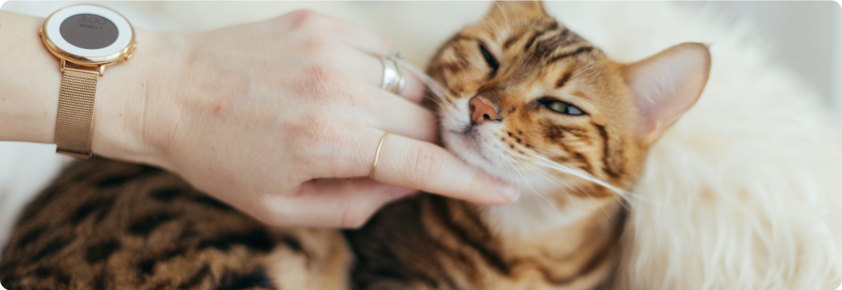 A person petting a cat.