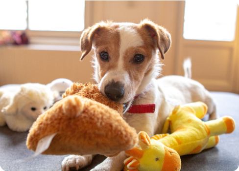 A dog with stuffed animals.