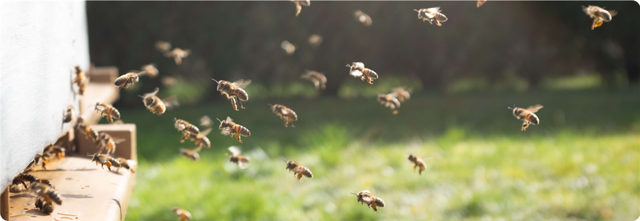 A group of bees on a grass field.