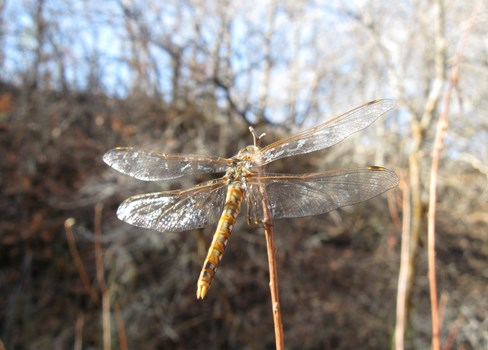 A dragonfly on a stick.