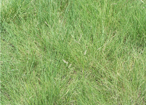 A close-up of some grass.