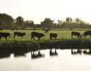 A herd of cows grazing by a lake.