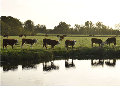 A herd of cows grazing by a lake.