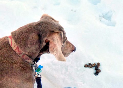 A dog looking at poop in the snow.
