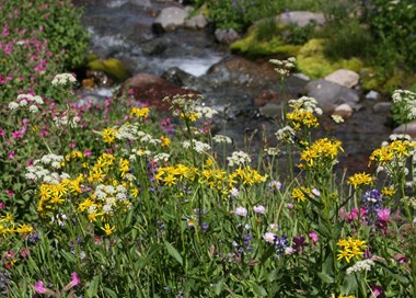 Flowers along a stream.