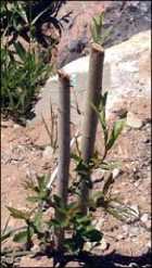 Photo of dormant riparian shrub