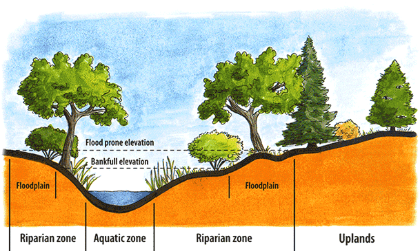 Diagram showing anatomy of a stream with riparian, aquatic and upland zones.