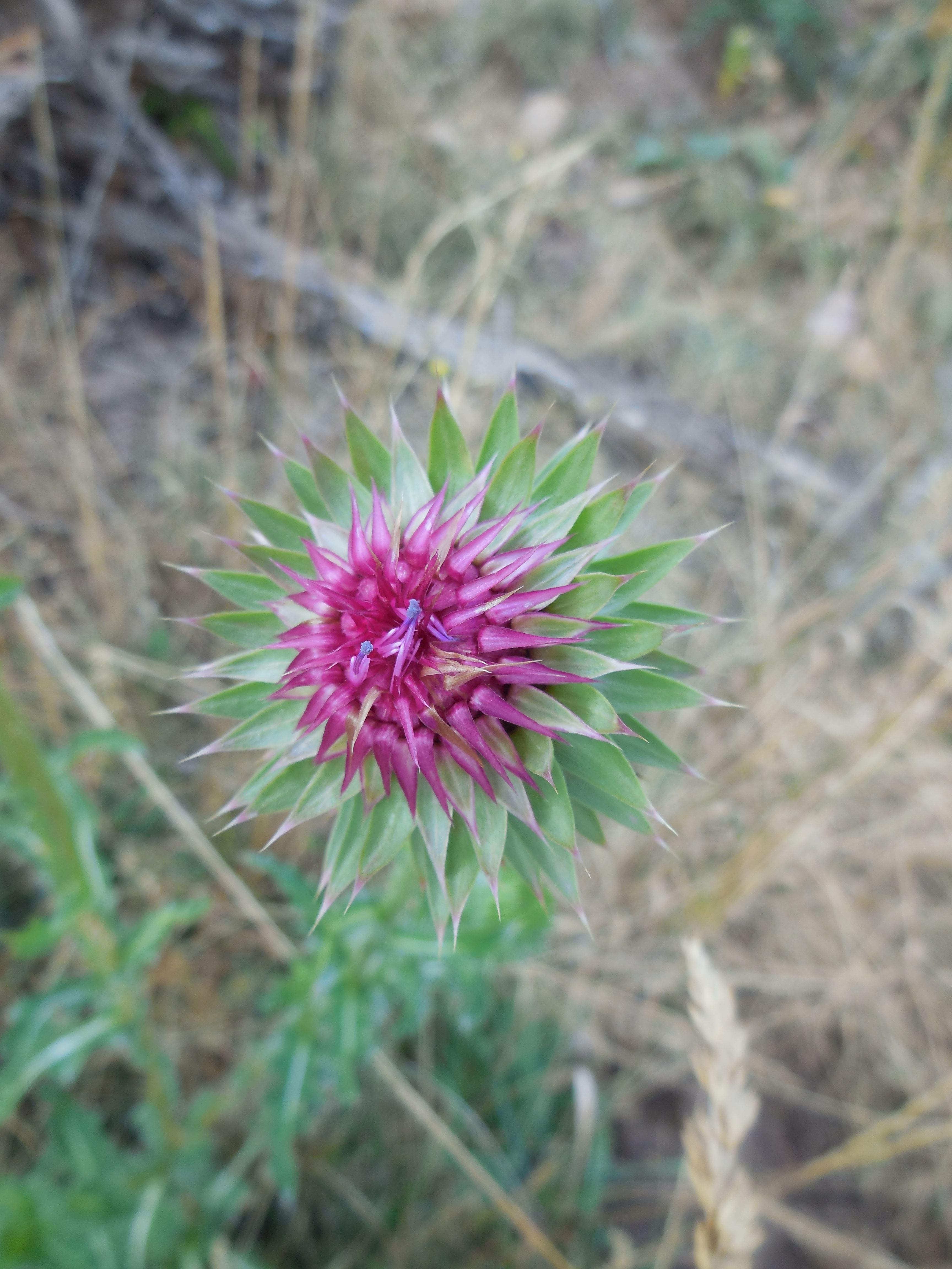 musk_thistle_8