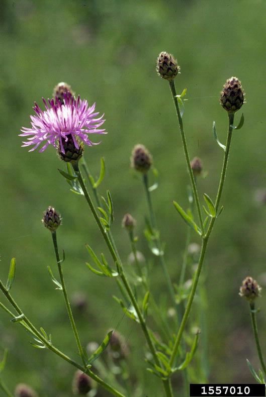 spotted_knapweed_1
