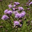 canada_thistle_3_tile
