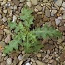 canada_thistle_4_tile