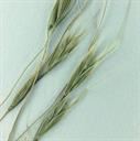 north_africa_grass_2_tile