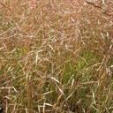 north_africa_grass_4_tile