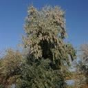 russian_olive_2