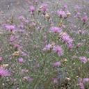 spotted_knapweed_3_tile