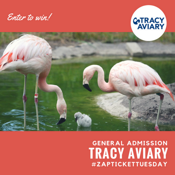 Ticket Tuesday- Tracy Aviary Giveaway