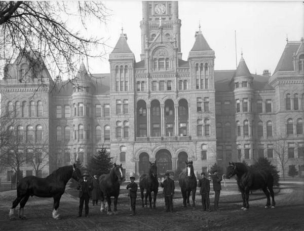 city and county building horse auction