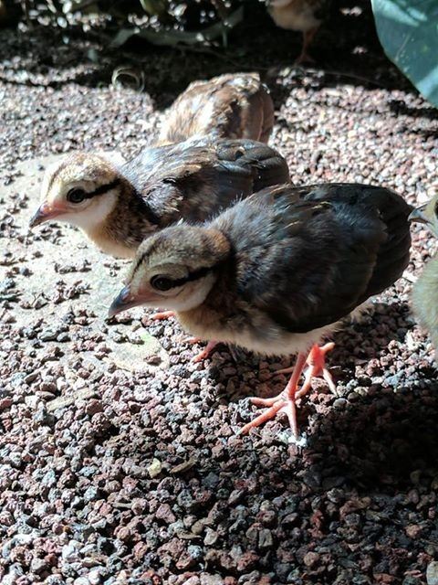 multiple chicks at tracy aviary
