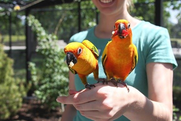 colorful birds at tracy aviary