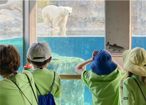A polar bear in a zoo exhibit.