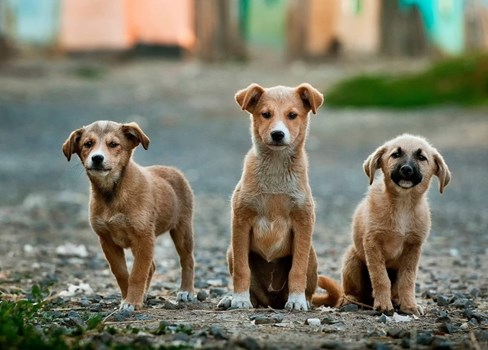 A group of puppies sitting on a gravel road.